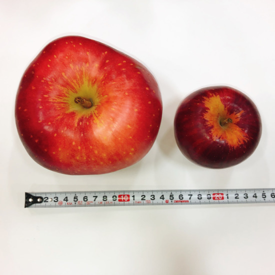 青森りんご世界一の大きさ比較
